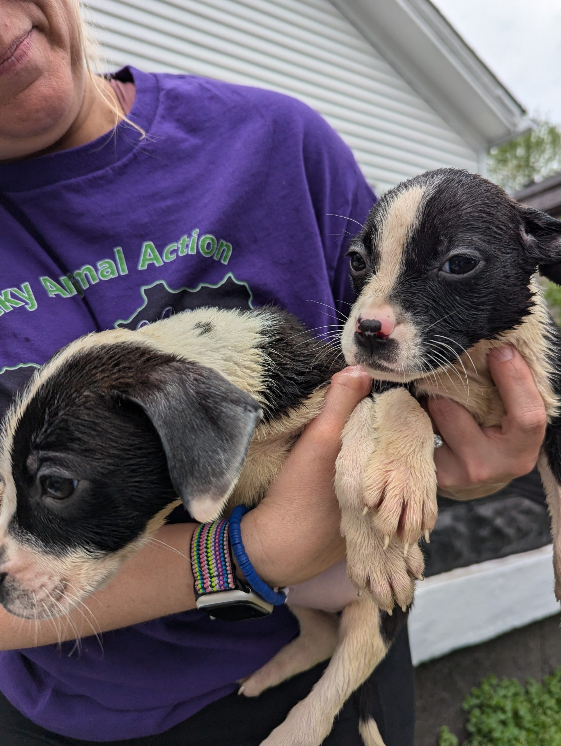 20250419 Joye Outreach Pet Familly (17)