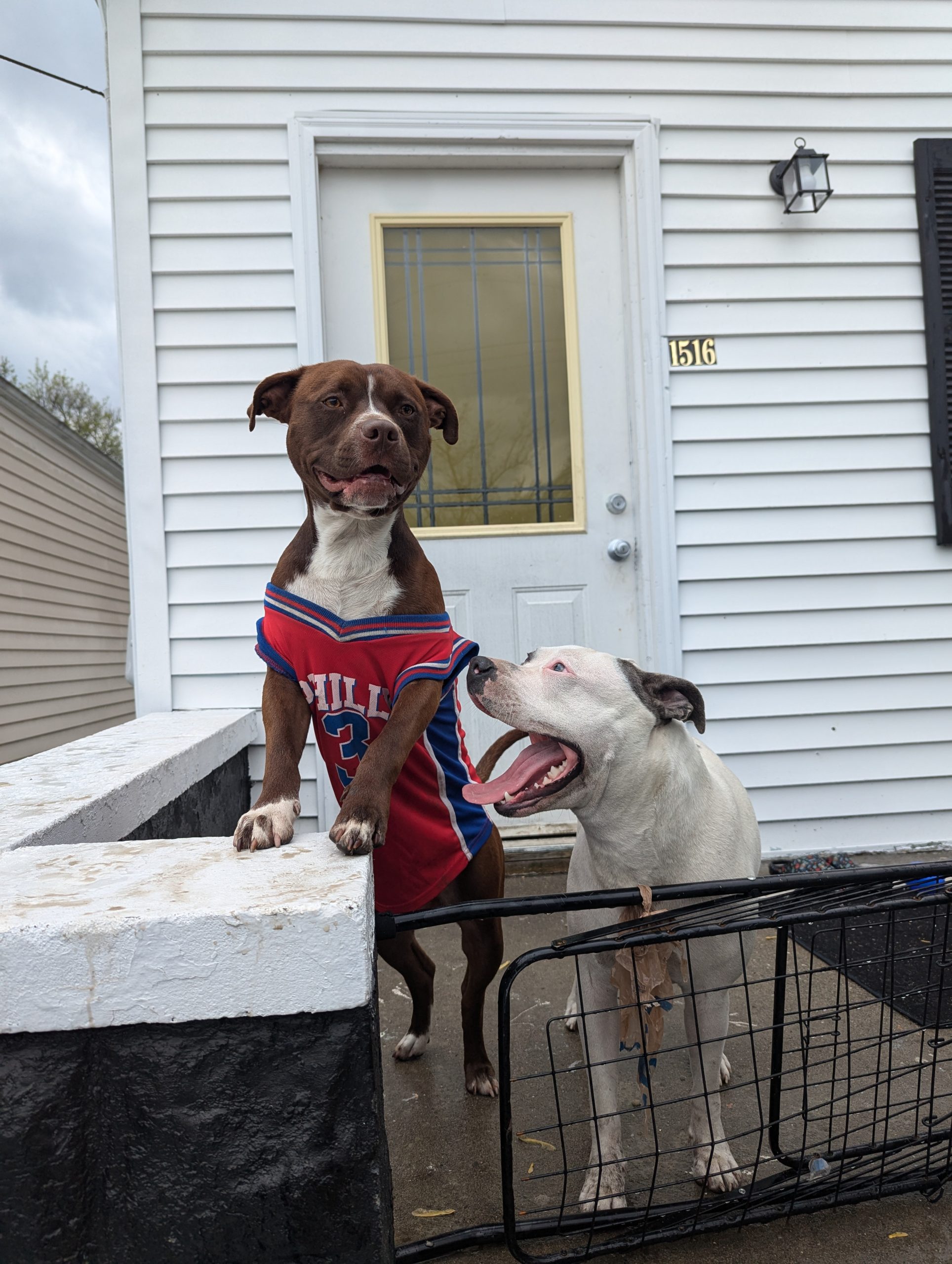 20250419 Joye Outreach Pet Familly (37)