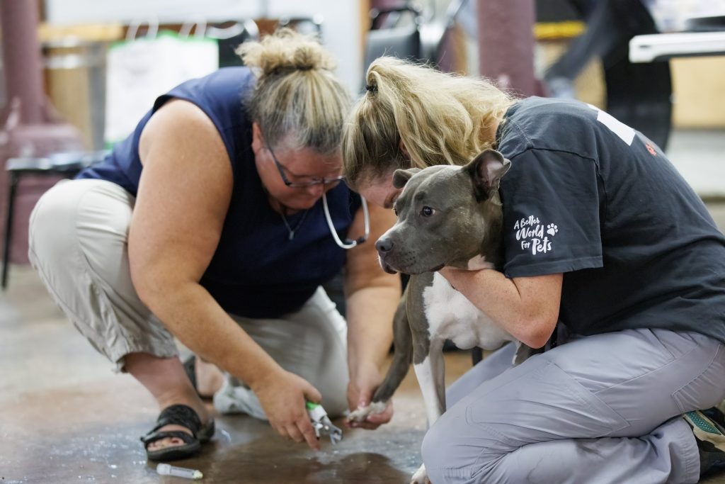 Pets4Life Louisville 2022 Year-End Summary